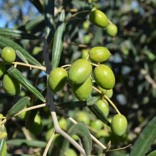 olive tree